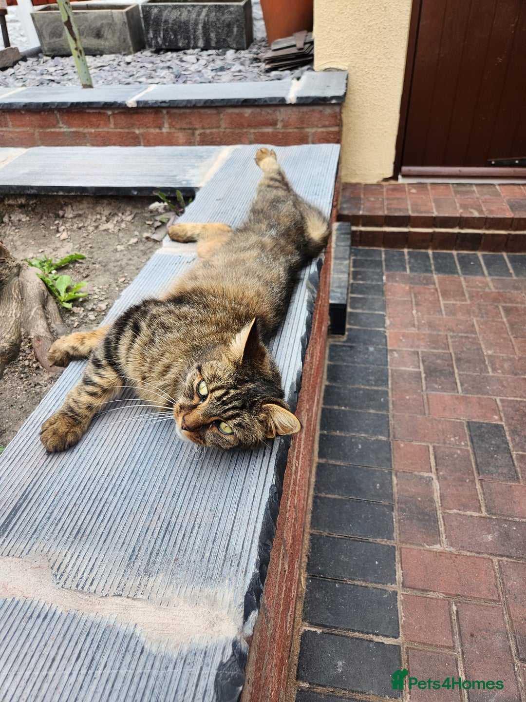 Mixed Breed cats for sale: Half maincoon half moggy mixed breed - Image 4