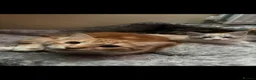 British Longhair cats for sale: Cats for sale - Advert 10