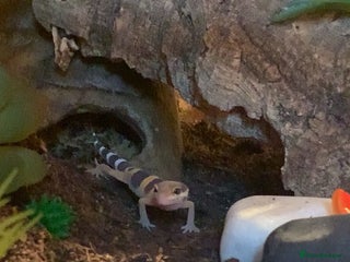 Leopard Gecko reptiles - Advert 6