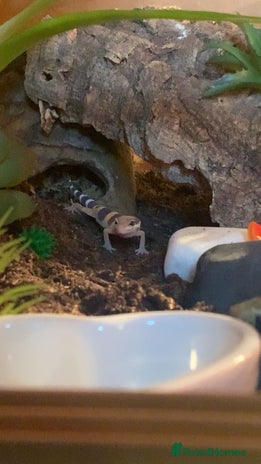 Leopard Gecko reptiles - Advert 12