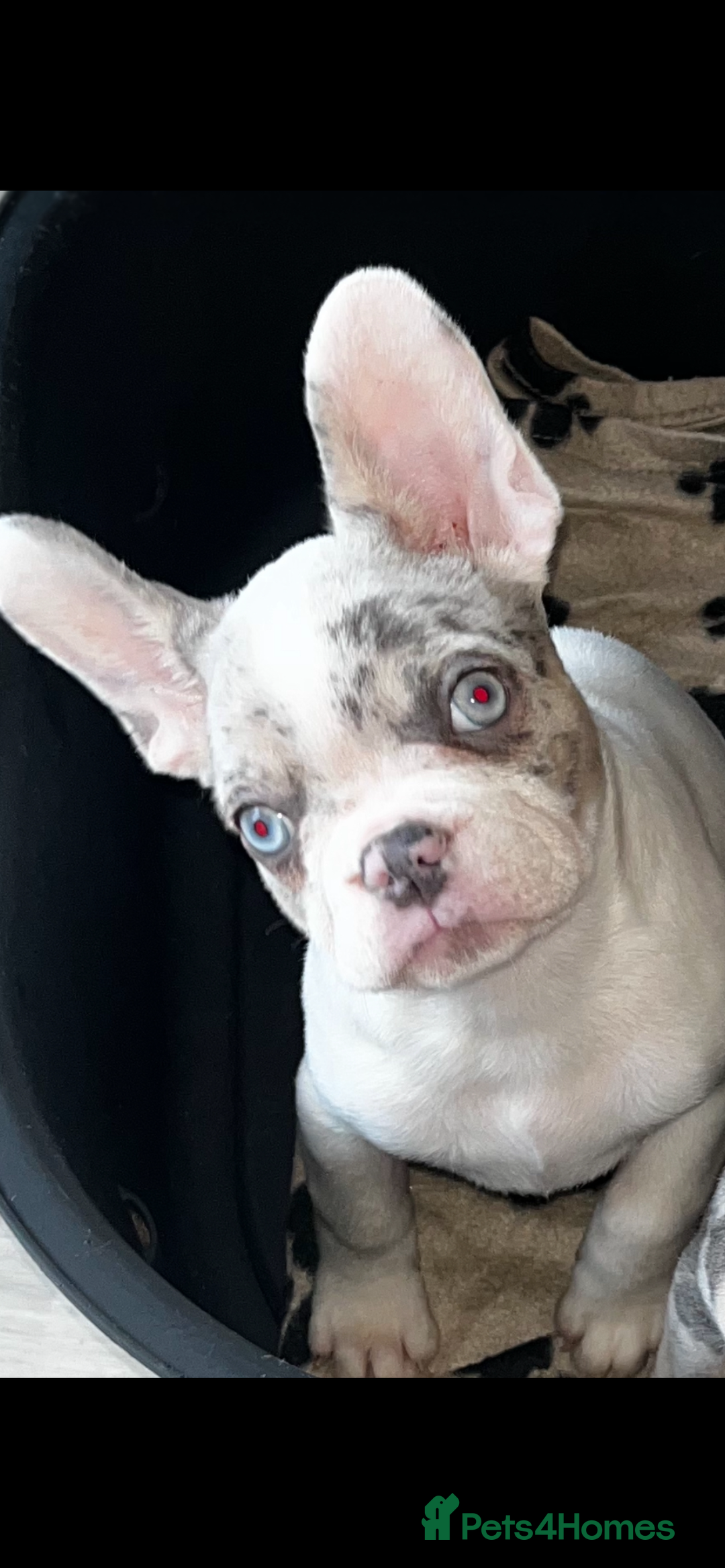 French Bulldog dogs for sale: Snowy white and Merle male ready NOW ✨ offers  - Advert 1