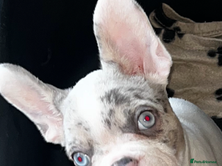 French Bulldog dogs Snowy white and Merle male ready NOW ✨ offers - Advert 4