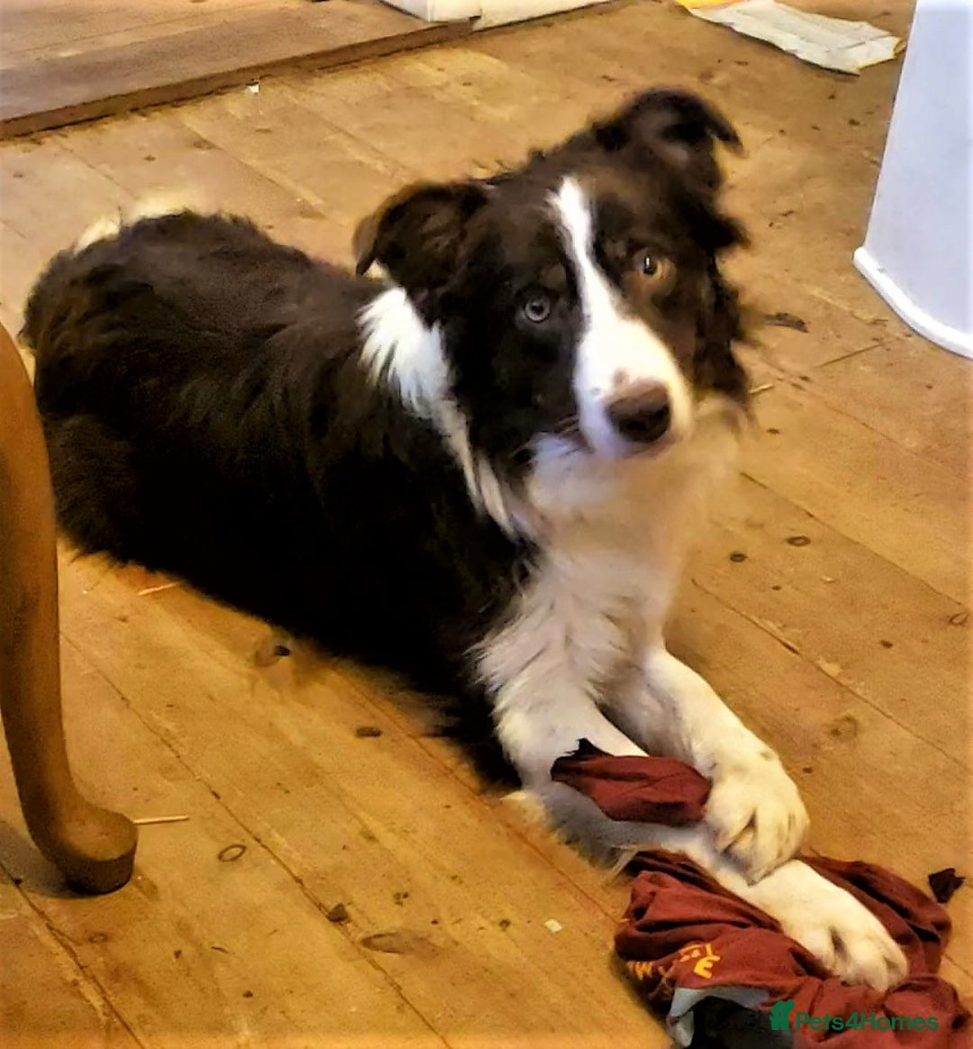Border Collie dogs for sale: Mature Border Collie Females seeking new sofa - Image 2