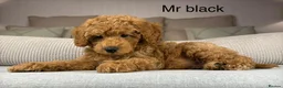 Maltipoo dogs for sale: GORGEOUS MALTIPOOS. BOYS ONLY - Advert 13