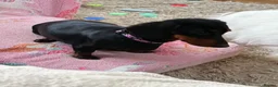 Dachshund dogs for sale: Dotty is pregnant!  - Advert 6