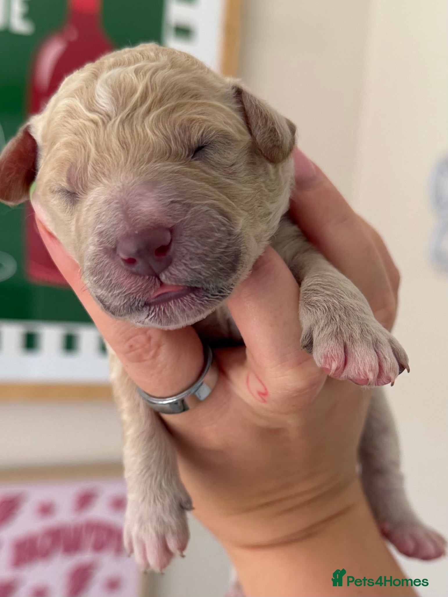 Mini Goldendoodle dogs F1b Mini Goldendoodle Puppies. Ready to Reserve 🤍 - Advert 2
