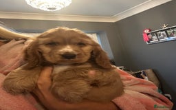 Cocker Spaniel dogs for sale: 🐶 STUNNING traditional KC show cocker spaniels*** - Image 5