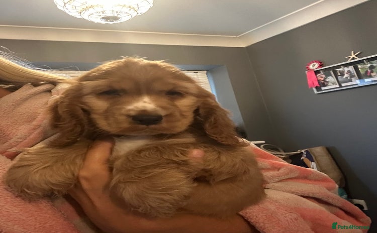Cocker Spaniel dogs - Advert 2