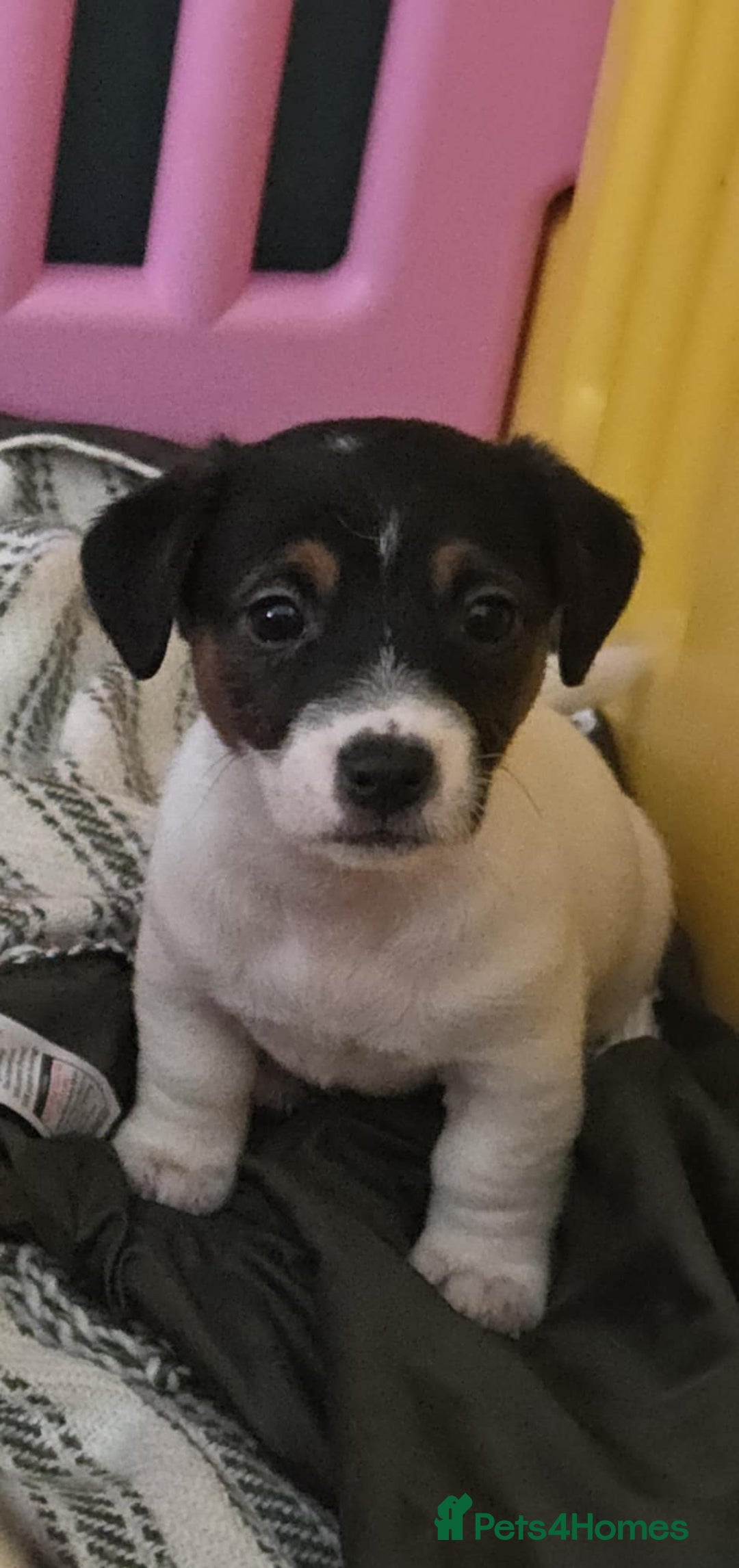 Jack Russell dogs for sale: Jack Russell pups - Image 27