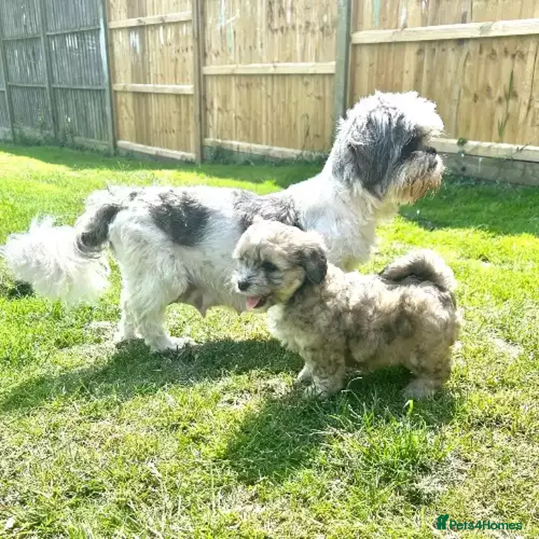 Shih Tzu dogs for sale: Playful dolly face Shih Tzu puppy looking  - Advert 4
