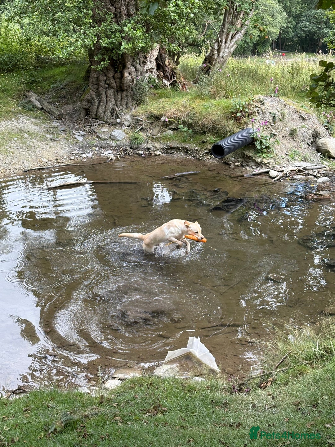 Labrador Retriever dogs for sale: Part trained 14 month old male male amazing pet  - Image 5