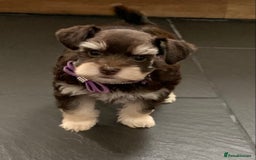 Miniature Schnauzer dogs for sale: 5* Licensed KC Toy Chocolate Schnauzers - Image 9