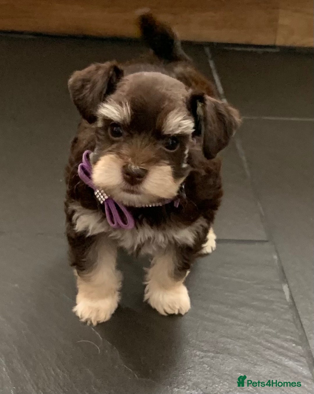 Miniature Schnauzer dogs for sale: 5* Licensed KC Toy Chocolate Schnauzers - Image 9