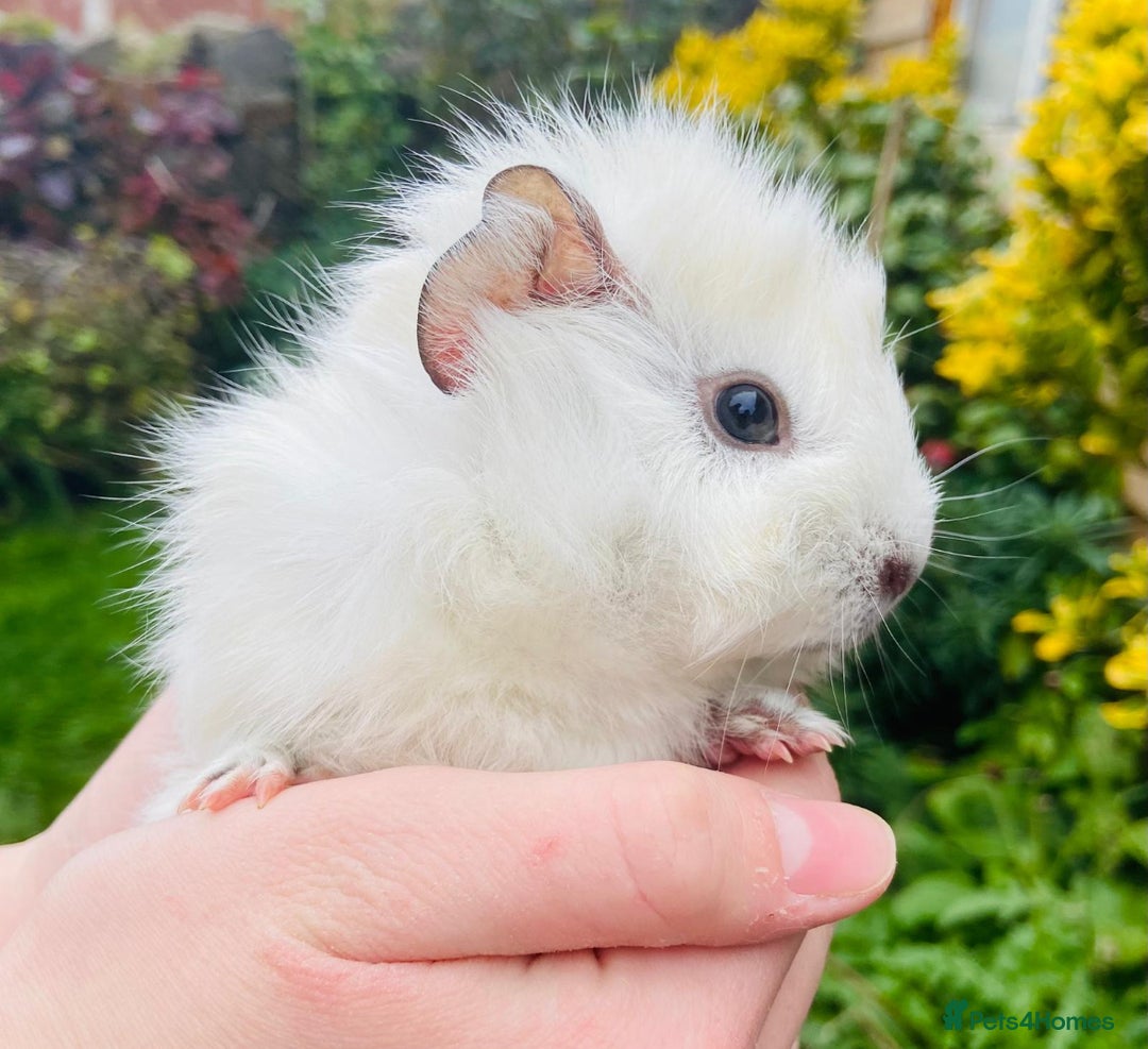 Guinea Pig rodents for sale: Adorable baby Guinea pigs - Image 3