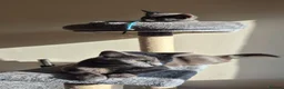 Russian Blue cats for sale: Kitten - Advert 10
