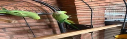Ringnecks birds for sale: Breeding pair IndianRingneck - Advert 4