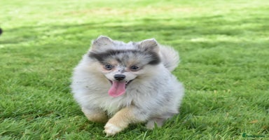 Pomsky dogs - Advert 2