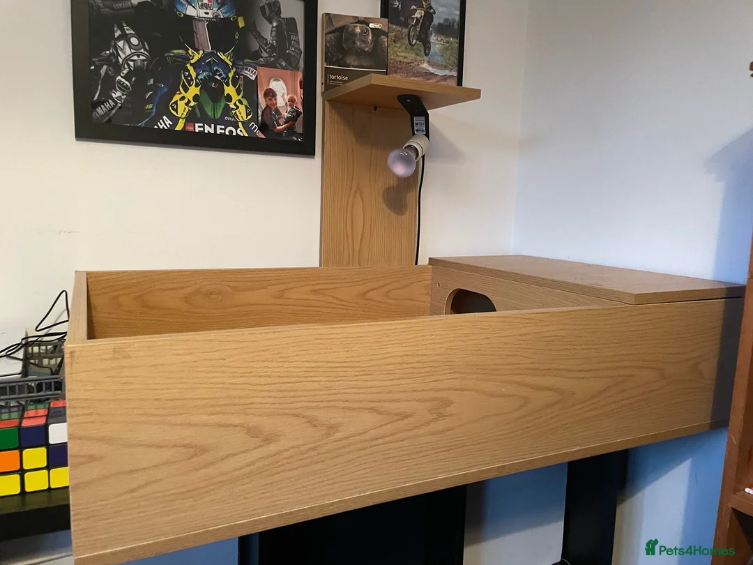 Hermann Tortoise reptiles for sale: 2 Herman tortoise  in Stonehouse - Advert 3