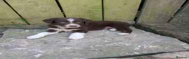 Border Collie 1