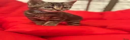Mixed Breed cats for sale: 🐾 6 Beautiful Bengal × British Longhair Kittens🐾 - Advert 7