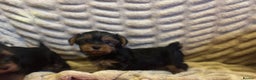 Yorkshire Terrier dogs for sale: Yorkshire terrier puppy’s  - Advert 4
