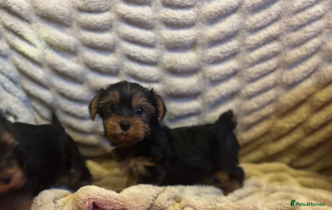 Yorkshire Terrier dogs for sale: Yorkshire terrier puppy’s  - Advert 4