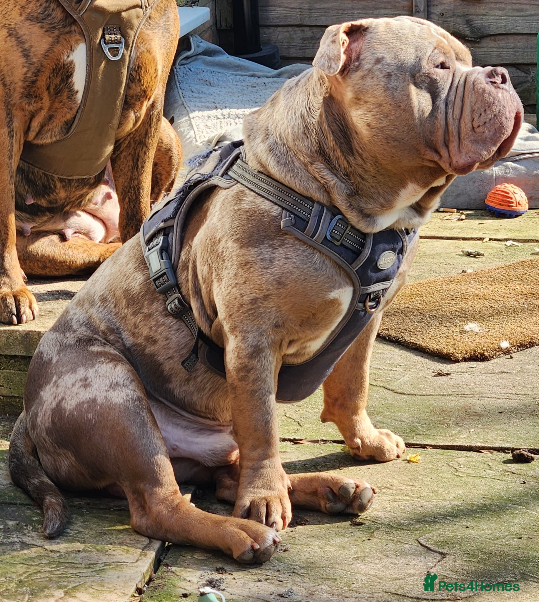 American Bully dogs AMERICAN POCKET BULLY STUD - Advert 1