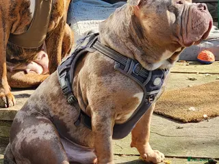 American Bully dogs AMERICAN POCKET BULLY STUD - Advert 1