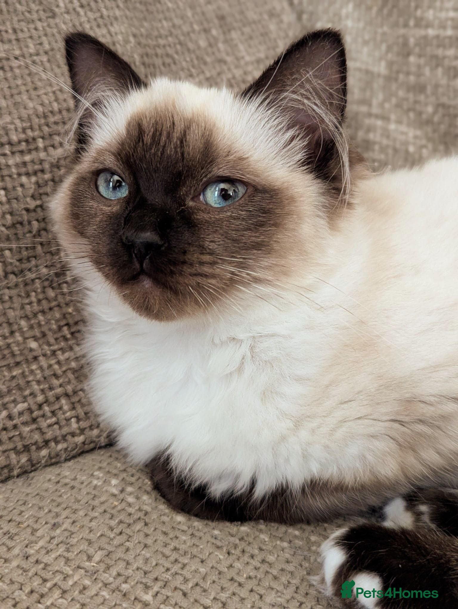 Ragdoll cats 💖💖💖READY TO LEAVE.seal mitted ragdoll💖💖💖 - Advert 15