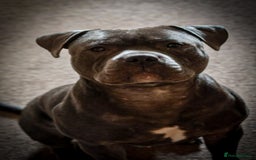 Staffordshire Bull Terrier dogs for sale: Looking to rehome a blue staffy - Image 1