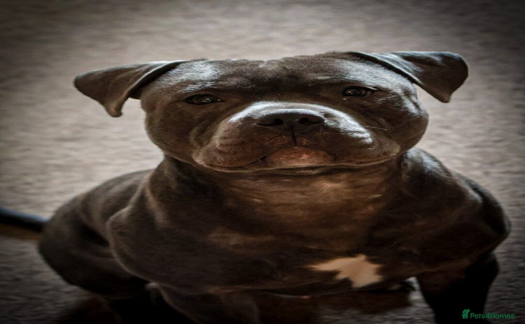 Staffordshire Bull Terrier dogs - Advert 5