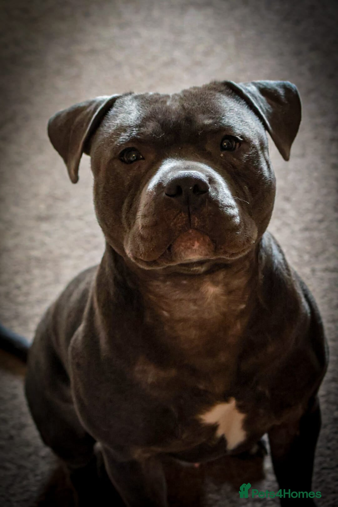 Staffordshire Bull Terrier dogs for sale: Looking to rehome a blue staffy - Image 1
