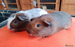 Guinea Pig rodents for sale: Pair of lovely brothers ready for new home.  - Advert 3