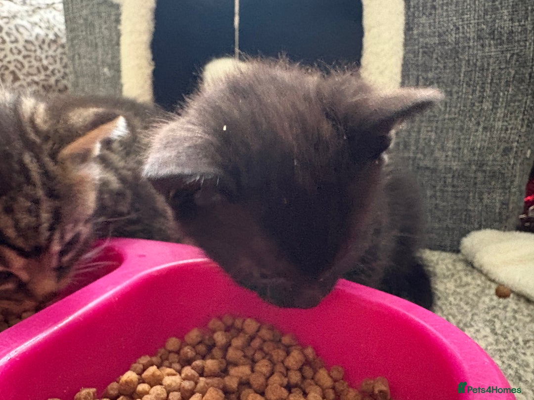 British Shorthair cats for sale: 2 beautiful girl kittens for sale - Image 1