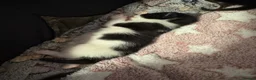 Domestic Shorthair cats for sale: 3  beautiful kittens  - Advert 7