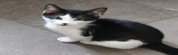Domestic Shorthair cats for adoption: Parmesan & Mozzarella, 4 month old kitten pair - Advert 4