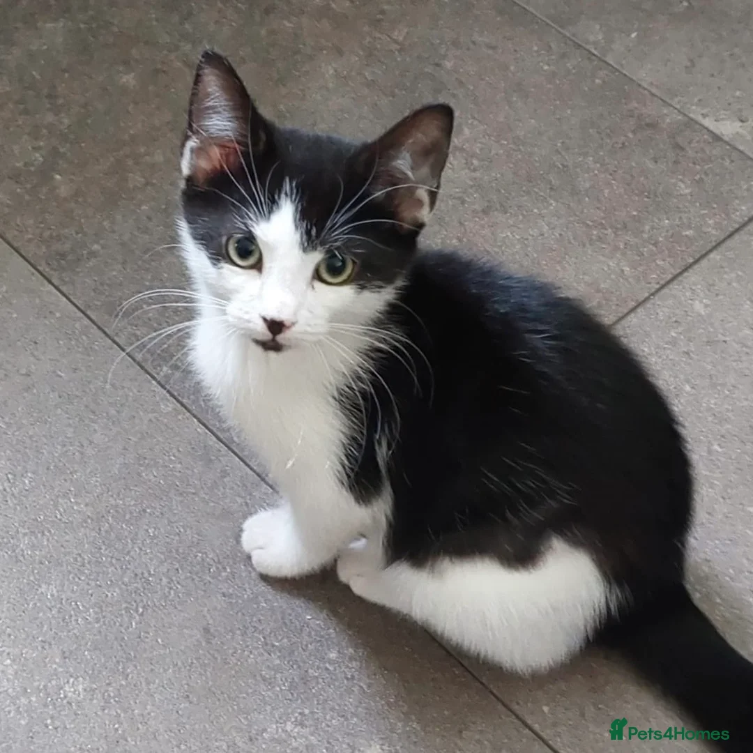 Domestic Shorthair cats for adoption: Parmesan & Mozzarella, 4 month old kitten pair - Advert 4