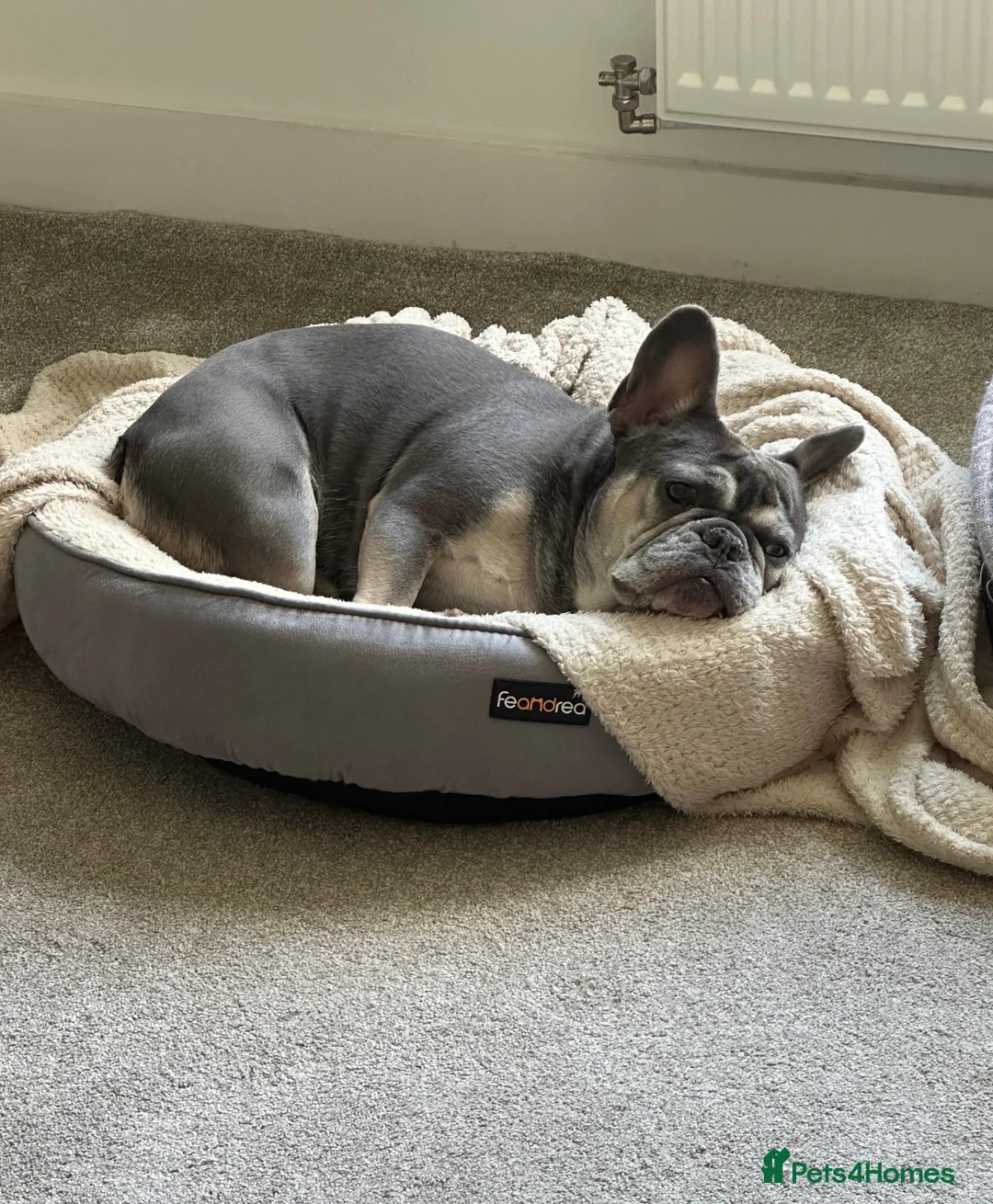 French Bulldog dogs for sale: 7 yr French Bulldog Looking for His Forever Home  - Advert 2