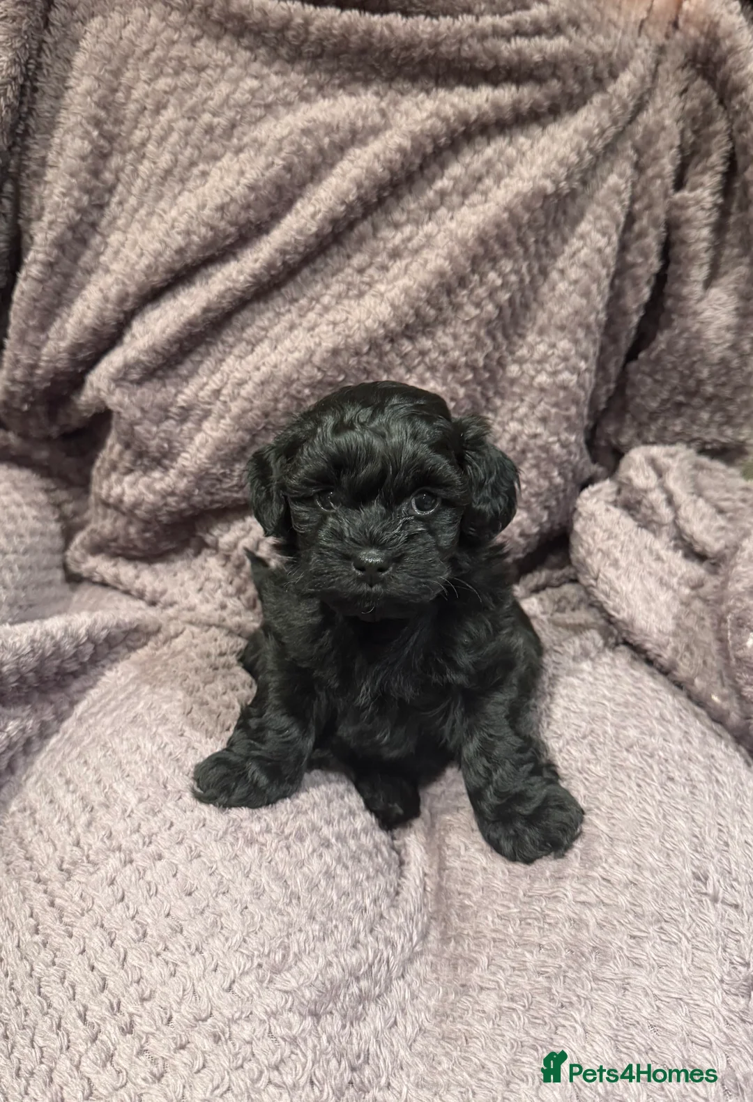 Lhasapoo dogs for sale: Lhasapoo puppies - Advert 4