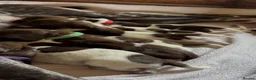 German Shorthaired Pointer dogs for sale: Beautiful GSP pups!Confident, lovingly socialised  - Advert 10