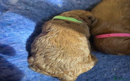 Cockapoo dogs for sale: Gorgeous F1b fox red cockapoo puppies  - Image 27