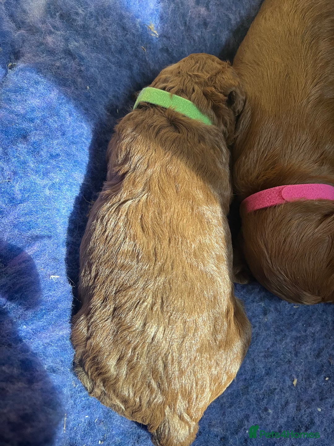 Cockapoo dogs for sale: Gorgeous F1b fox red cockapoo puppies  - Image 27