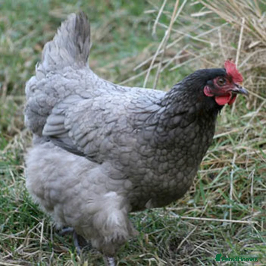 Chickens poultry for sale: Hybrid Hens Point of lay - Advert 6