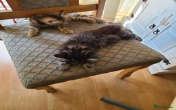 Mixed Breed cats for sale: 4 flufball looking for new home - Image 3