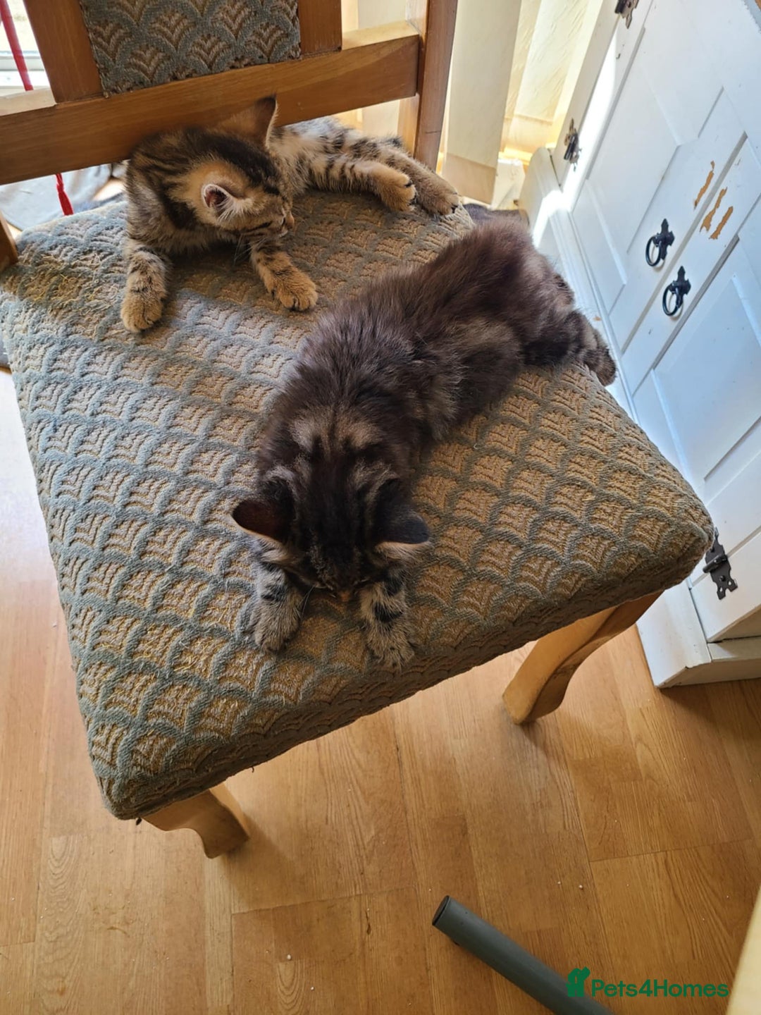 Mixed Breed cats for sale: 4 flufball looking for new home - Image 3