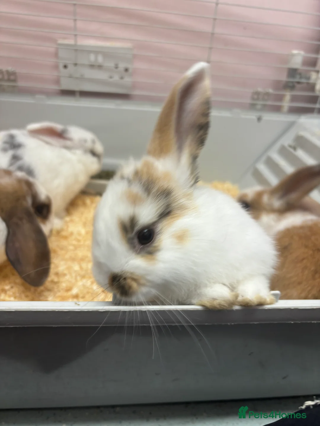 Mini Lop rabbits for sale: Mini lops - Advert 4