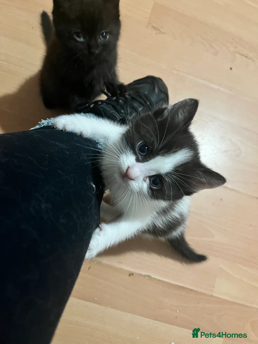Mixed Breed cats for sale: 4 half ragdoll kittens  - Advert 5