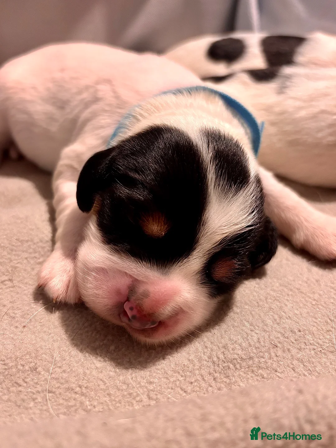 Sprocker dogs for sale: Gorgeous Sprocker Pups Available  - Advert 2