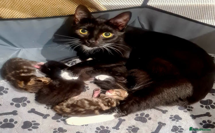 Mixed Breed cats - Advert 5