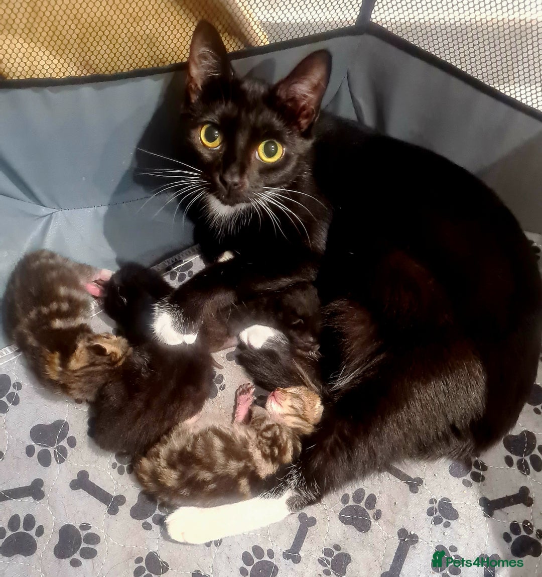 Mixed Breed cats for sale: Beautiful Mixed-Breed Kittens  - Image 1